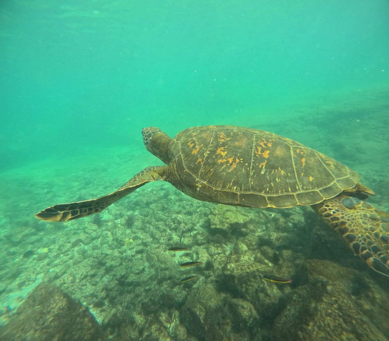 Cabo Rosa Tunnels (Los Túneles) 5/8