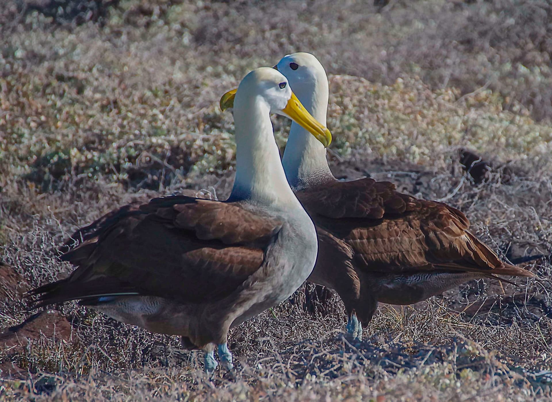 Tour Isla Española 4/7