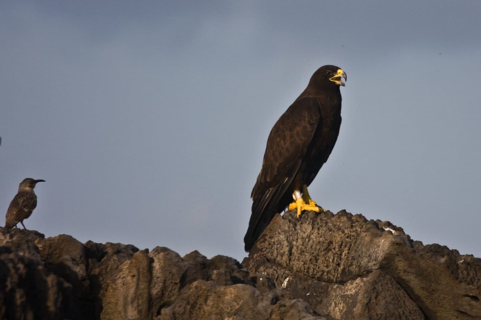 Española Island Tour 5/7