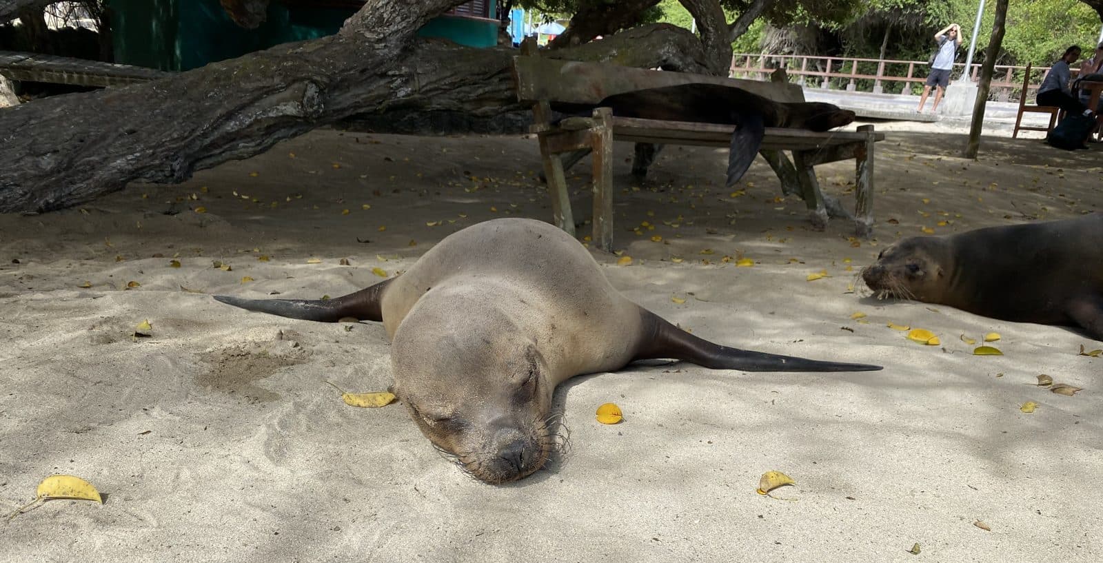 Isabela Island with Las Tintoreras Islet (day trip) 5/6