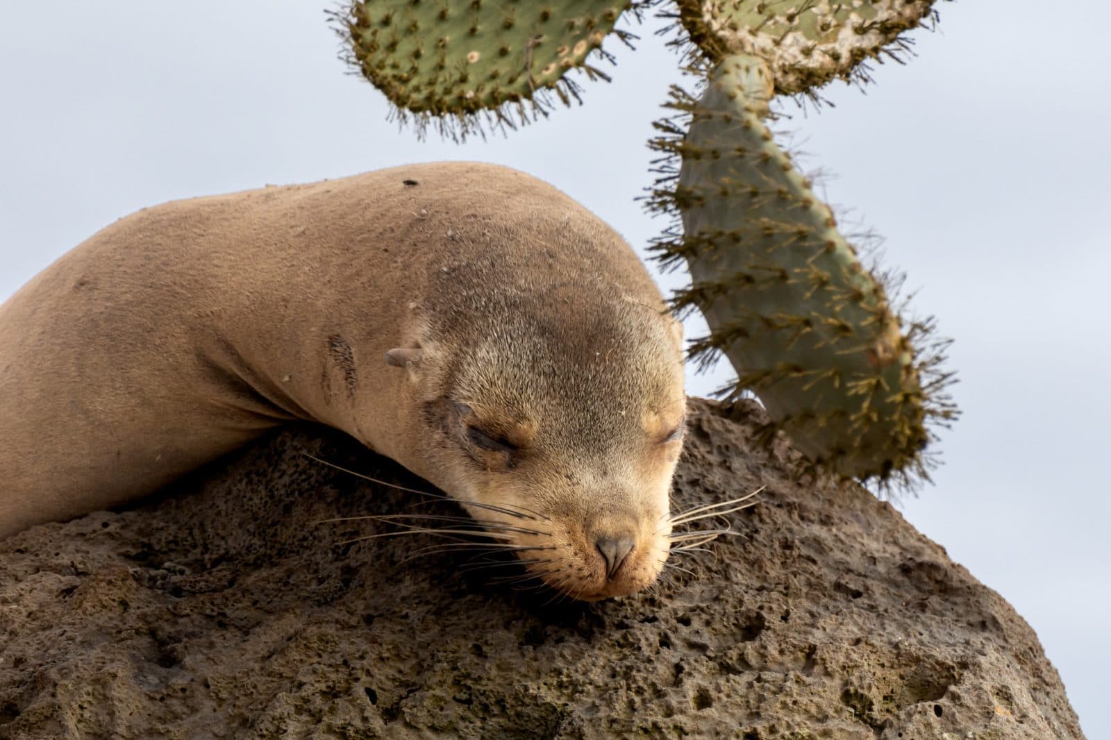 Santa Fe Island - Playa Escondida 3/6
