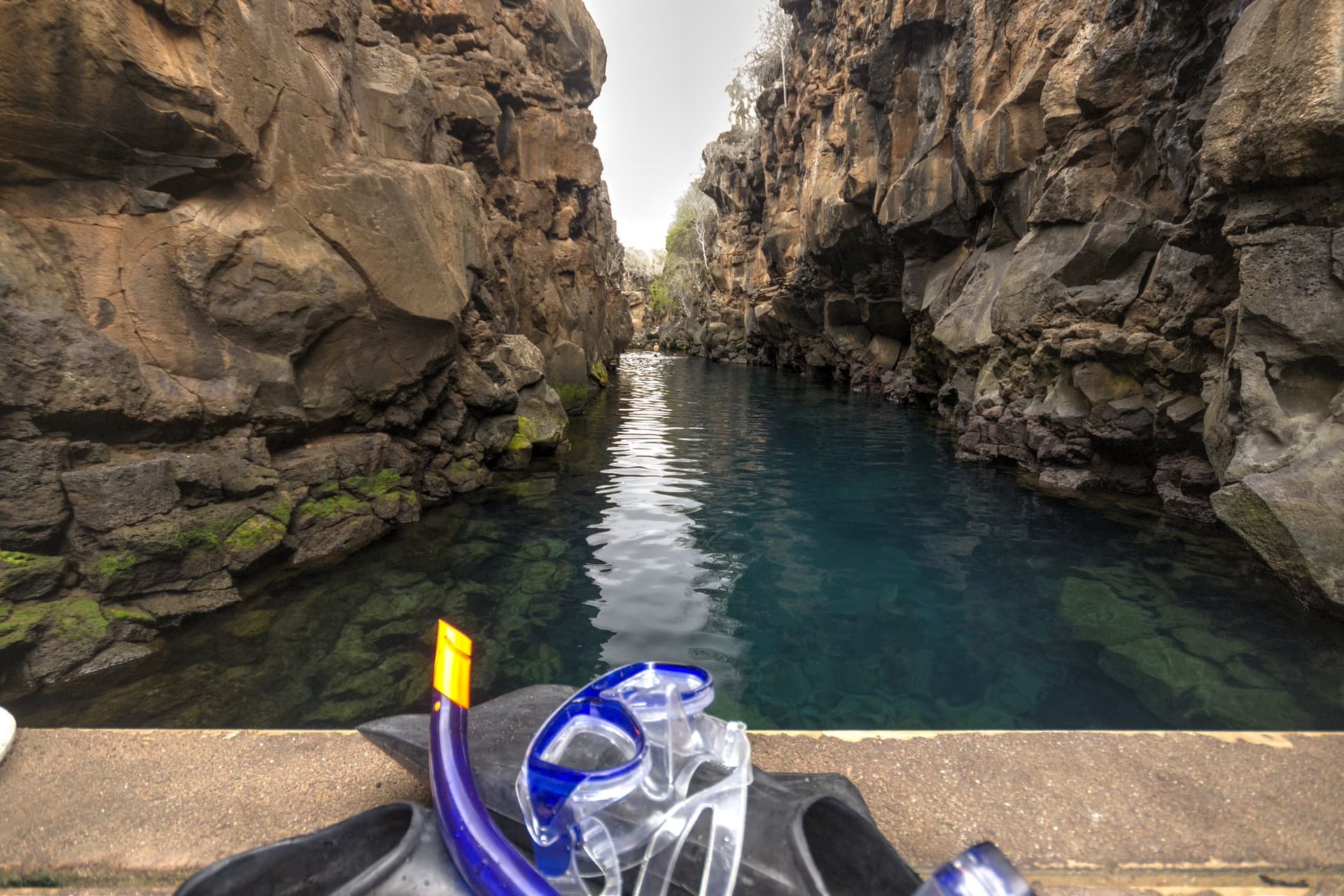 Galapagos Classic 18/21
