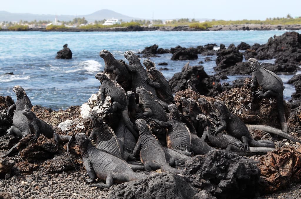 Galapagos Enchanted 14/24