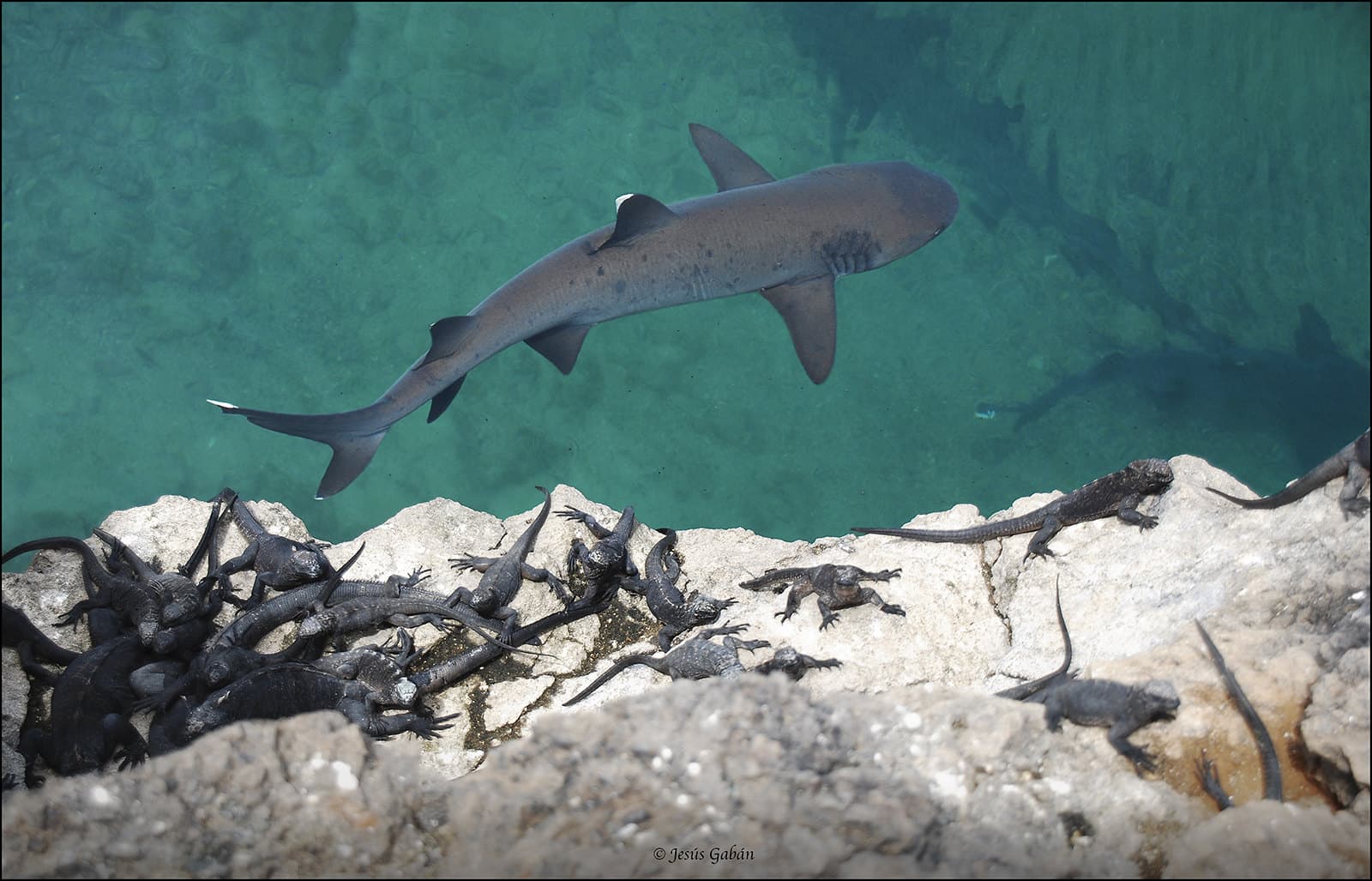 Galapagos Enchanted 15/24