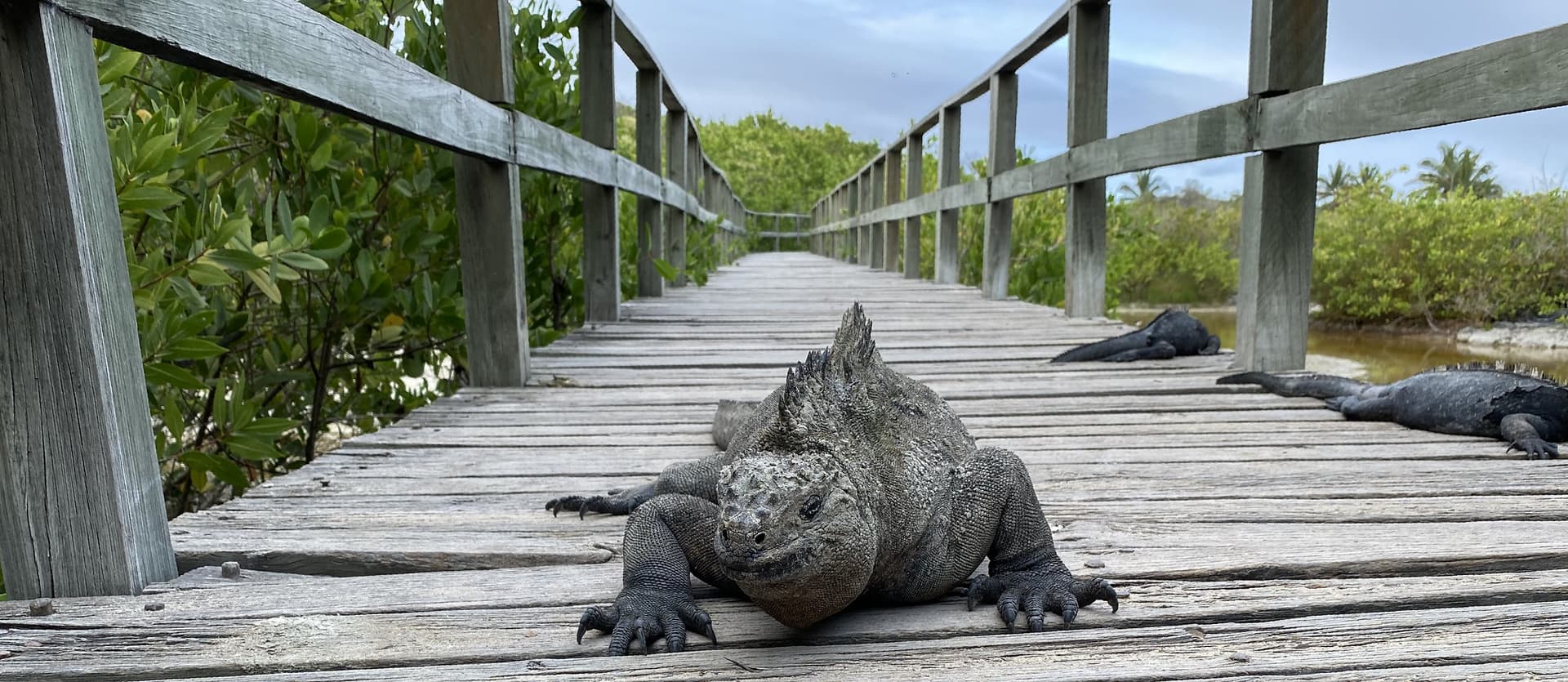 Galapagos Enchanted 17/24