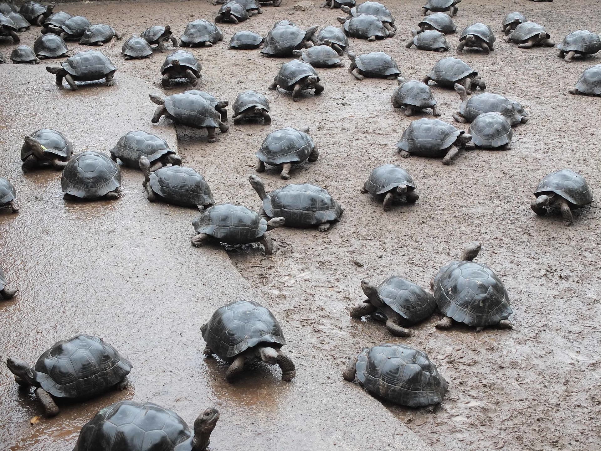 Galapagos Enchanted 18/24