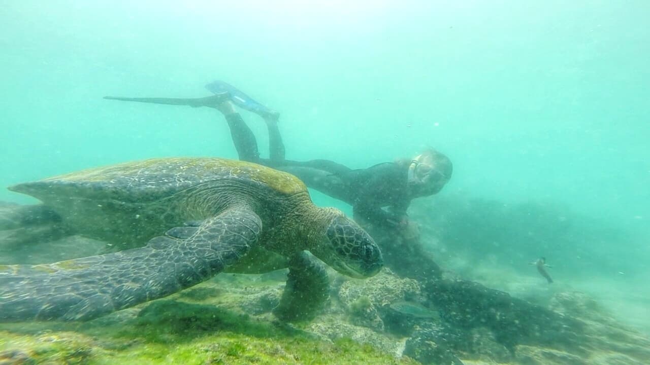 Galapagos Legends 17/23