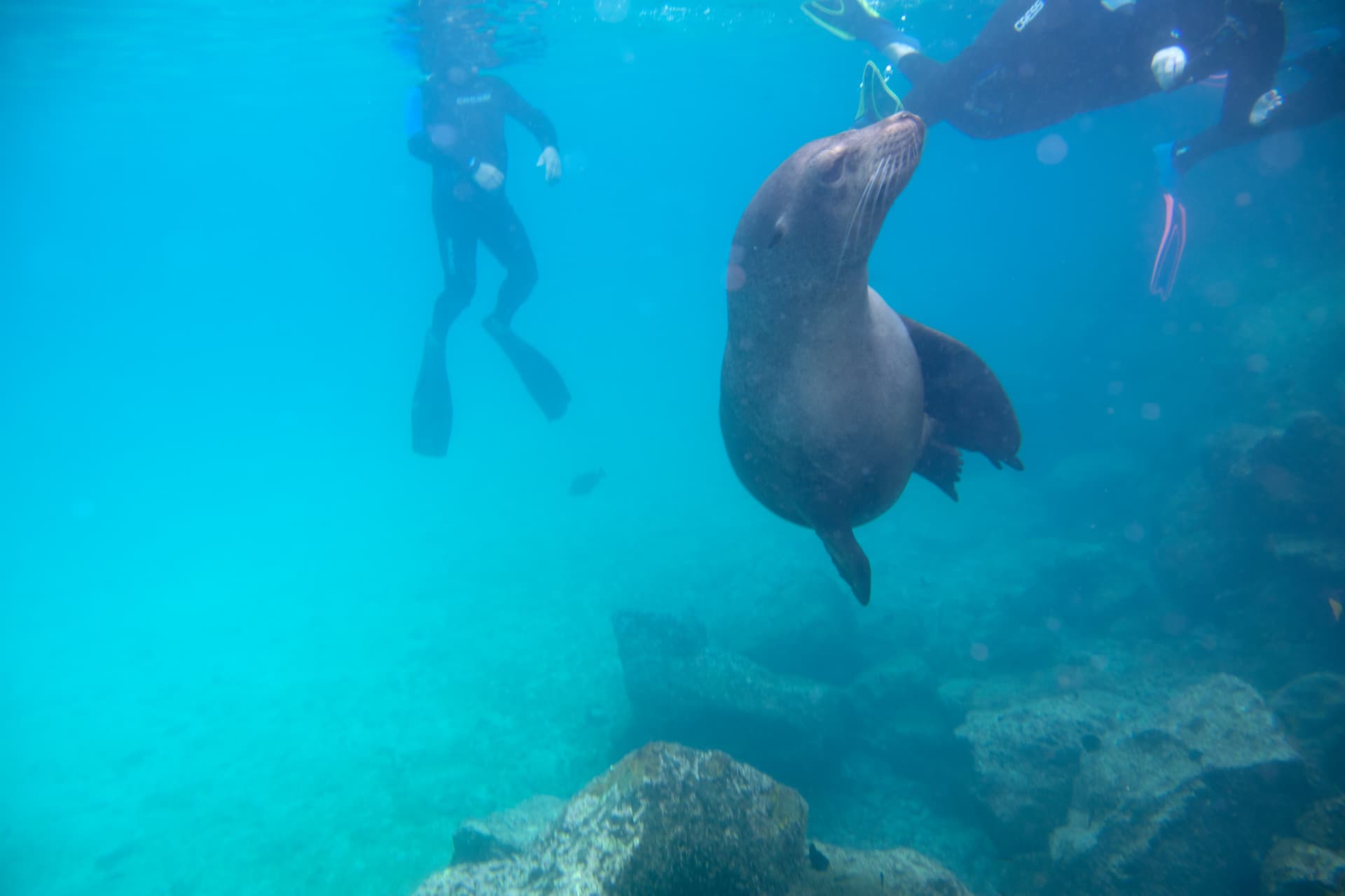 Galapagos Legends 18/23