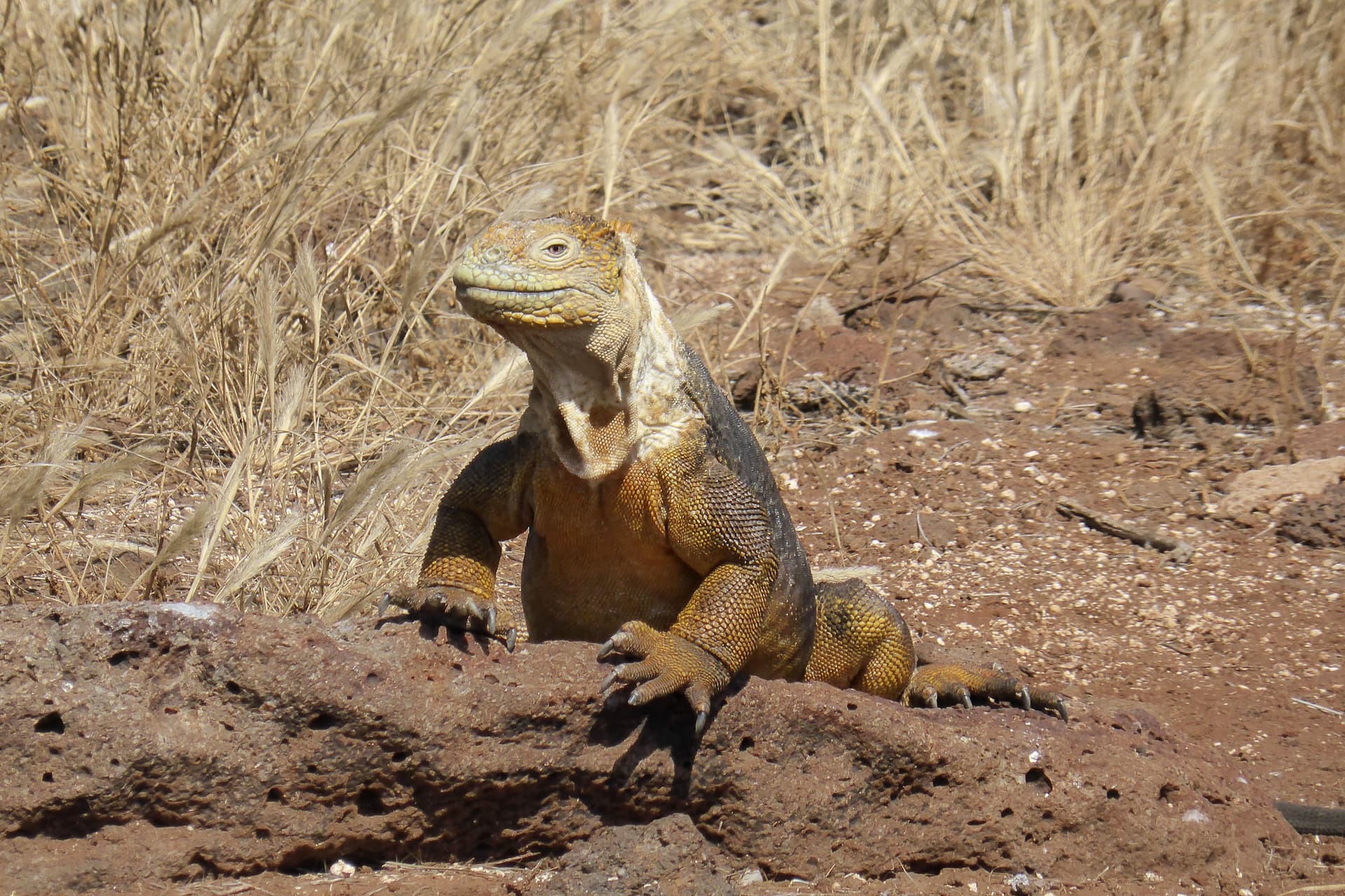 Galapagos Enchanted 6/24