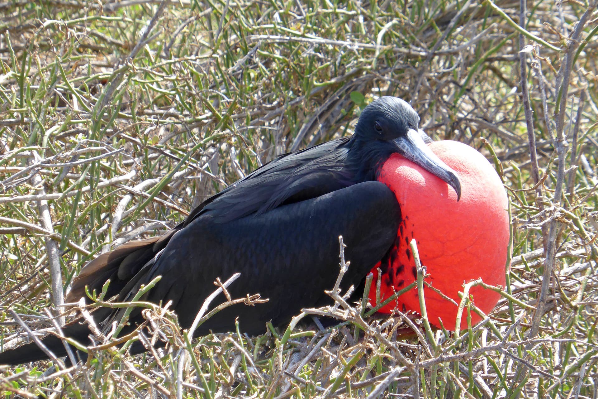 Galapagos Enchanted 8/24