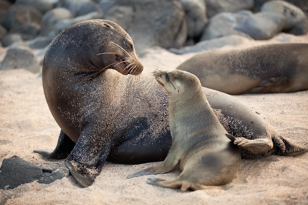 Galapagos Enchanted 9/24