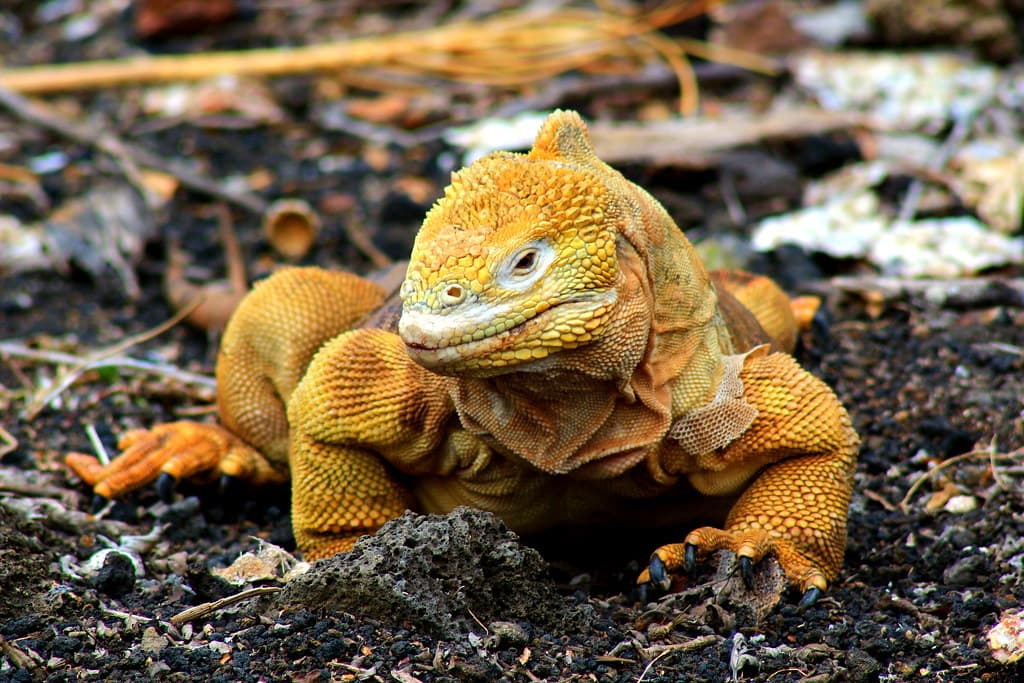 Galapagos Enchanted 22/24