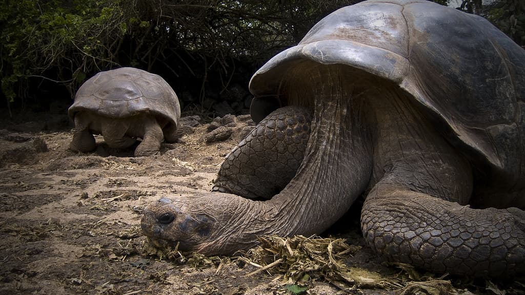 Galapagos Enchanted 23/24