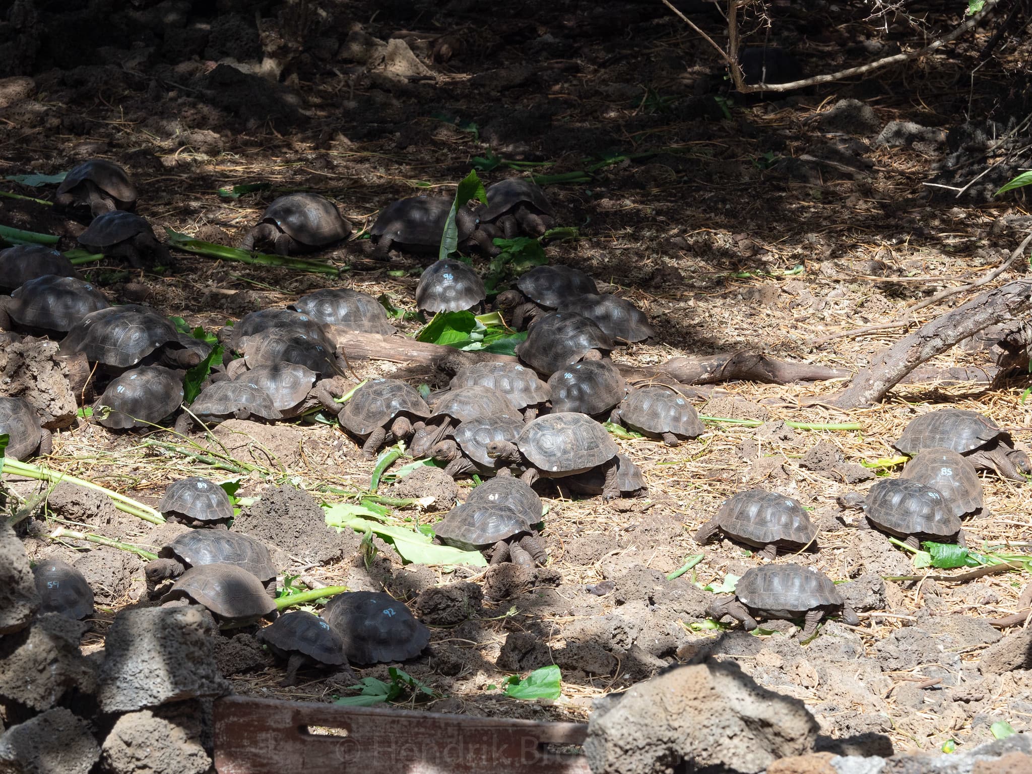 Galapagos Classic 16/21