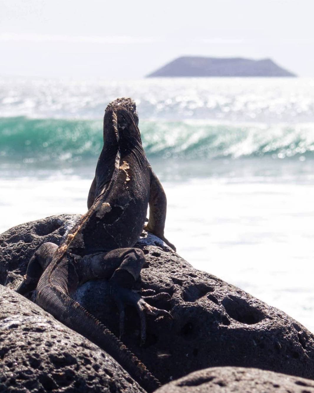 Land iguana on North Seymour Island in the Galapagos