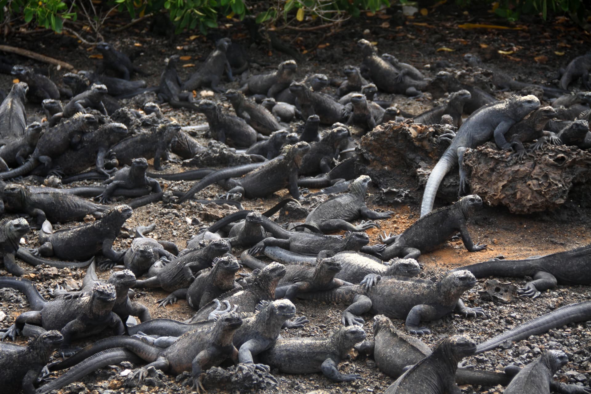 How Many Days Should You Spend on Isabela Island? (Hint: More Than You Think)